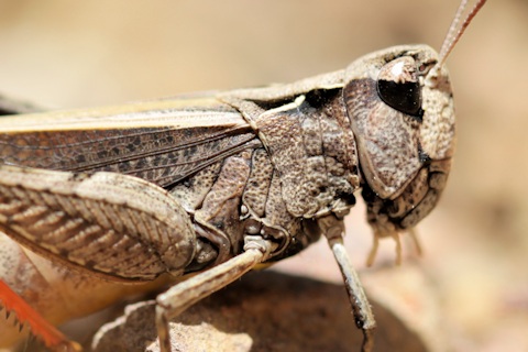 Wingless Grasshopper (Phaulacridium vittatum)